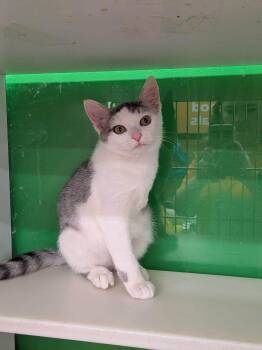 Helios -  Domestic Short Hair Cat for Adoption in Cleveland, Ohio - Helios | PetCurious