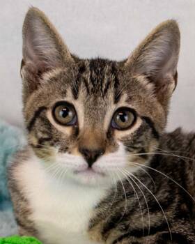 Nugget -  Domestic Short Hair and Tabby Cat for Adoption in Kennesaw, Georgia - Nugget | PetCurious
