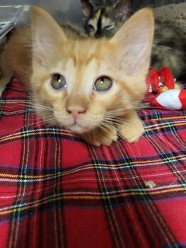 REY -  Domestic Short Hair Cat for Adoption in Albuquerque, New Mexico - REY | PetCurious
