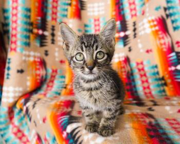 Goblin -  Domestic Short Hair Cat for Adoption in San Antonio, Texas - Goblin | PetCurious