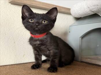 LITTLE GIRL (*RED) -  Domestic Short Hair Cat for Adoption in Woodland, California - LITTLE GIRL (*RED) | PetCurious