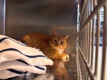 Domestic Short Hair Cats Available for Adoption - Gingie B | PetCurious