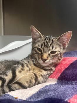 Cosgrove -  Domestic Short Hair Cat for Adoption in Pomona, New York - Cosgrove | PetCurious