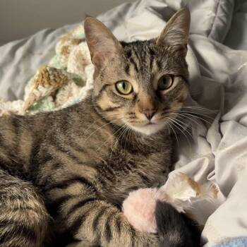 HILMAR -  Tabby Cat for Adoption in Delhi, Ontario - HILMAR | PetCurious