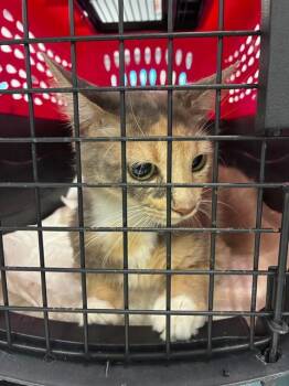 A137215 -  Domestic Short Hair Cat for Adoption in Palmetto, Florida - A137215 | PetCurious