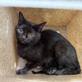 TUSC-Wildlife-84834 -  Domestic Short Hair Cat for Adoption in Tuscaloosa, Alabama - TUSC-Wildlife-84834 | PetCurious