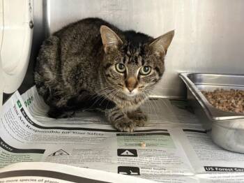 Domestic Short Hair Cats Available for Adoption in Visalia, California - A252825 | PetCurious