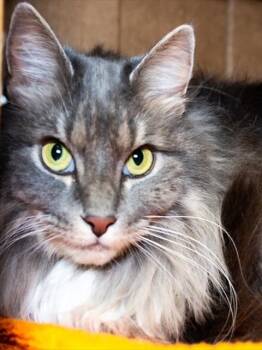 ADDIS -  Domestic Long Hair Cat for Adoption in Boston, Massachusetts - ADDIS | PetCurious