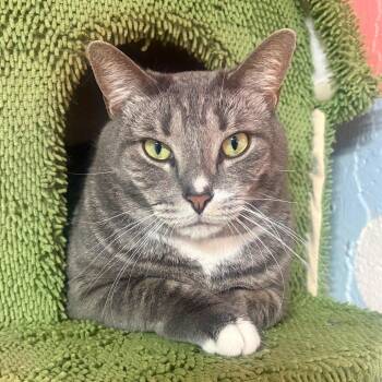 River -  Domestic Short Hair Cat for Adoption in Fort Lauderdale, Florida - River | PetCurious