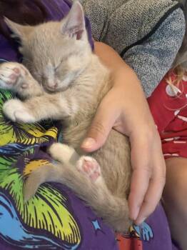 Saja -  Domestic Short Hair Cat Available for Adoption in Cary, North Carolina - Saja | PetCurious