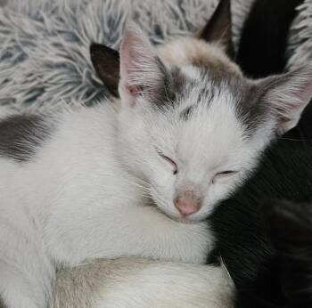 Domestic Short Hair Cats Available for Adoption in Los Angeles, California - Marquette | PetCurious