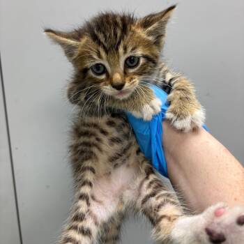Simba -  Domestic Short Hair Cat for Adoption in Columbiana, Alabama - Simba | PetCurious