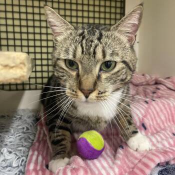 Beans -  Domestic Short Hair Cat Available for Adoption in North East, Maryland - Beans | PetCurious