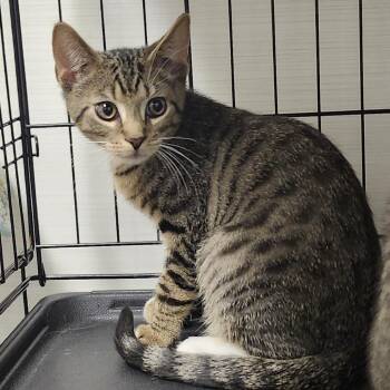 Lilium -  Domestic Short Hair Cat for Adoption - Lilium | PetCurious
