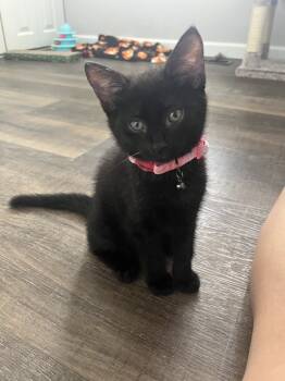 Rescue Domestic Short Hair Cats for Adoption in West Mifflin, Pennsylvania - Ashen | PetCurious