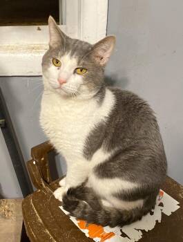 Rescue Domestic Short Hair Cats for Adoption in Stamford, Connecticut - Bryan -The Quiet Lovebug | PetCurious