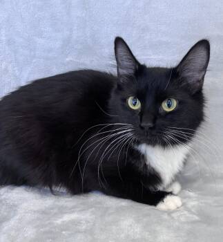 Domestic Medium Hair Cats Available for Adoption in Buffalo, Minnesota - Beatrice  | PetCurious