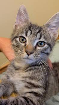 Ocho -  Domestic Short Hair Cat for Adoption in Wheaton, Illinois - Ocho | PetCurious