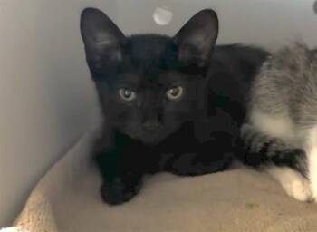 CHERRY -  Domestic Short Hair Cat for Adoption in Palo Alto, California - CHERRY | PetCurious