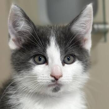 Keke -  Domestic Short Hair Cat for Adoption in Victor, New York - Keke | PetCurious