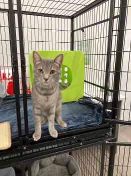 Ichabod -  Domestic Short Hair Cat for Adoption in Cleveland, Ohio - Ichabod | PetCurious