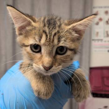 Salsa -  Domestic Short Hair Cat for Adoption in Hattiesburg, Mississippi - Salsa | PetCurious