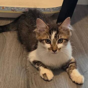 Hendrix -  Domestic Long Hair Cat for Adoption in Lambertville, New Jersey - Hendrix | PetCurious
