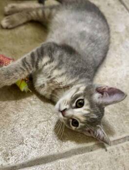 Fawn -  Domestic Short Hair Cat for Adoption in Edmond, Oklahoma - Fawn | PetCurious