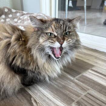 Lily -  Maine Coon Cat for Adoption in West Des Moines, Iowa - Lily | PetCurious