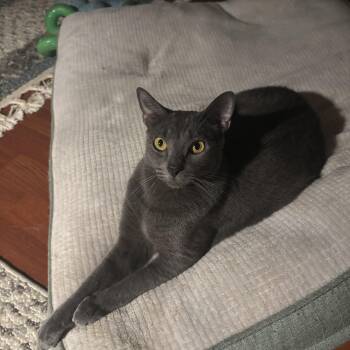 Russian Blue Cats Available for Adoption - Blue | PetCurious