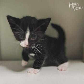Sawyer -  Domestic Short Hair Cat for Adoption in Spokane, Washington - Sawyer | PetCurious
