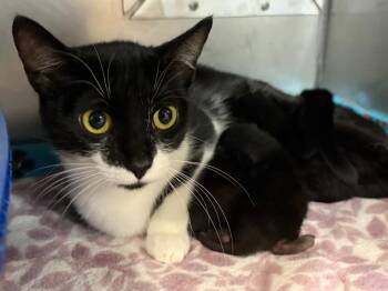 Domestic Short Hair Cats Available for Adoption in Huntington, Indiana - Tiny Dancer | PetCurious