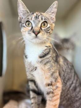 VADA -  Domestic Short Hair Cat for Adoption in Fernandina Beach, Florida - VADA | PetCurious
