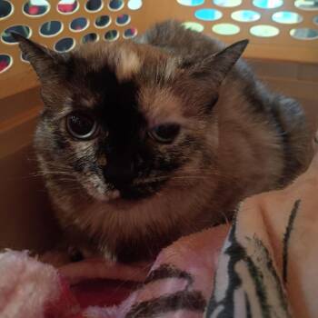 Raine -  Domestic Short Hair Cat for Adoption in Lynchburg, Virginia - Raine | PetCurious