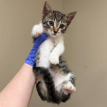 Highway -  Domestic Short Hair Cat for Adoption in Birmingham, Alabama - Highway | PetCurious