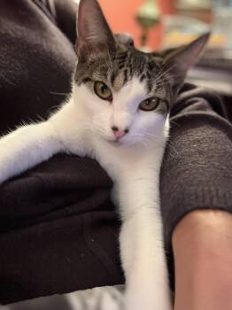 Rescue Tabby Cats for Adoption in Vails Gate, New York - Marcie | PetCurious
