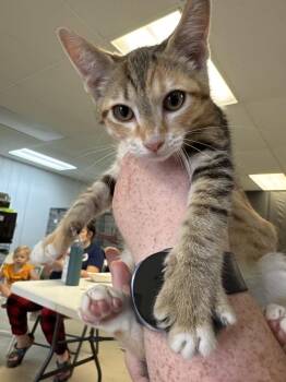 Kabob- MD -  Domestic Short Hair and Tabby Cat for Adoption in Fort Walton Beach, Florida - Kabob- MD | PetCurious
