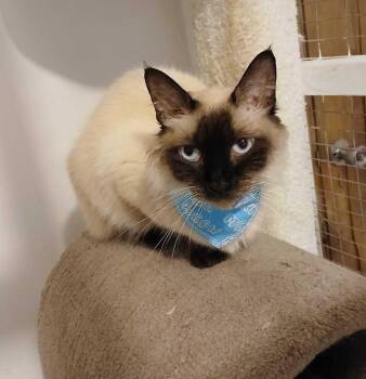 Aba -  Domestic Short Hair Cat for Adoption in Naranjito, Naranjito - Aba | PetCurious
