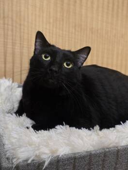 Rescue Domestic Short Hair Cats for Adoption in Warr Acres, Oklahoma - Marty | PetCurious