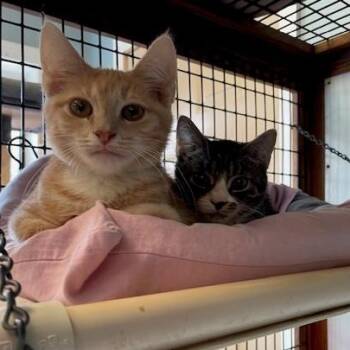 Tator & Tot -  Domestic Short Hair Cat for Adoption in Braintree, Massachusetts - Tator & Tot | PetCurious