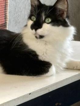 Cosmo -  Domestic Long Hair Cat for Adoption in Crescent City, Florida - Cosmo | PetCurious