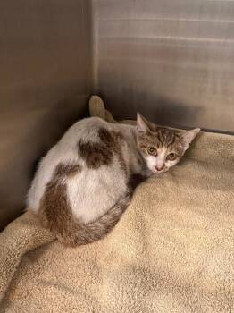 Misty -  Domestic Short Hair Cat for Adoption in Clarksville, Tennessee - Misty | PetCurious