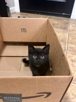 Gwendolyn -  Domestic Short Hair Cat for Adoption in Minot, North Dakota - Gwendolyn | PetCurious