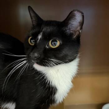 Domestic Short Hair Cats Available for Adoption - Orca | PetCurious