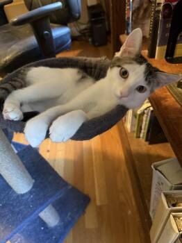 Fergus -  Domestic Short Hair Cat for Adoption in Duxbury, Massachusetts - Fergus | PetCurious