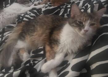 Seraphina -  Maine Coon and Domestic Long Hair Cat for Adoption in Riverside, California - Seraphina | PetCurious