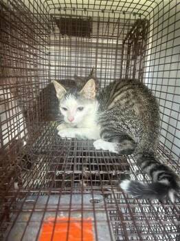 A660921 -  Domestic Short Hair Cat for Adoption in Houston, Texas - A660921 | PetCurious