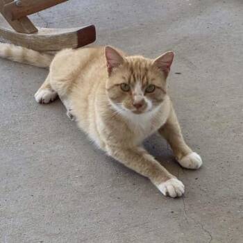 Ted May -  Domestic Short Hair Cat for Adoption in Woodstock, Virginia - Ted May | PetCurious