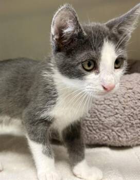 HENRY -  Domestic Short Hair Cat for Adoption in Salinas, California - HENRY | PetCurious