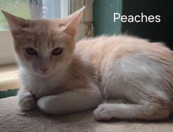 Peaches -  Domestic Short Hair Cat for Adoption in Oviedo, Florida - Peaches | PetCurious